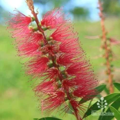 Callistemon Candy Burst -Plant Collection Sales Shop apo callistemon candy burst flower close