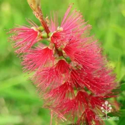 Callistemon Candy Burst -Plant Collection Sales Shop apo callistemon candy burst flower colour