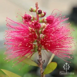 Callistemon Candy Burst -Plant Collection Sales Shop apo callistemon candy burst flower2
