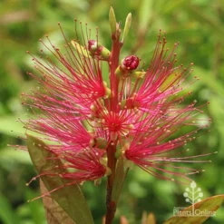 Callistemon Candy Burst -Plant Collection Sales Shop apo callistemon candy burst flower 1