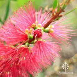 Callistemon Candy Burst -Plant Collection Sales Shop apo callistemon candy burst flowerbud close