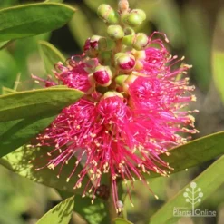 Callistemon Fluro Burst -Plant Collection Sales Shop apo callistemon fluro burst ozbreed