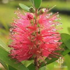 Callistemon Fluro Burst -Plant Collection Sales Shop apo callistemon fluro burst rain