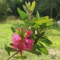Callistemon Fluro Burst -Plant Collection Sales Shop apo callistemon fluroburst flower leaf