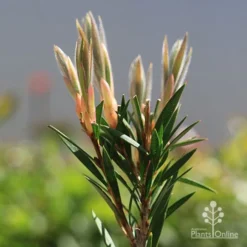 Callistemon Summer Days™ -Plant Collection Sales Shop apo callistemon summer days new leaves