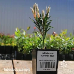 Callistemon Summer Days™ -Plant Collection Sales Shop apo callistemon summer days tubestock 2