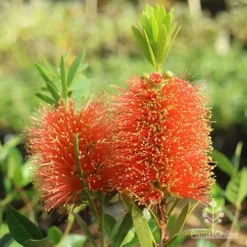 Callistemon Tangerine Dream
