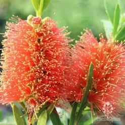 Callistemon Tangerine Dream -Plant Collection Sales Shop apo callistemon tangerine dream flowers