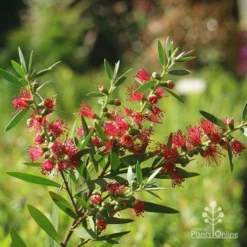 Callistemon Taree Pink -Plant Collection Sales Shop apo callistemon taree pink 2