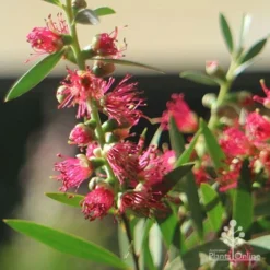 Callistemon Taree Pink -Plant Collection Sales Shop apo callistemon taree pink close