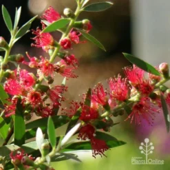 Callistemon Taree Pink -Plant Collection Sales Shop apo callistemon taree pink close2