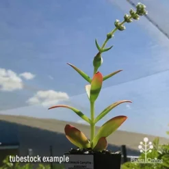 Crassula Campfire - Succulent 20 Crassula Campfire - Succulent -Plant Collection Sales Shop apo campfire flowering green phase