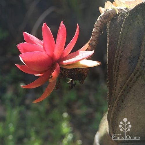 Crassula Campfire - Succulent 7 Crassula Campfire - Succulent - Image 7