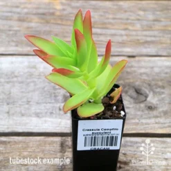 Crassula Campfire - Succulent 15 Crassula Campfire - Succulent -Plant Collection Sales Shop apo campfire tubestock