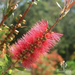 Callistemon Candy Burst -Plant Collection Sales Shop apo candy burst callistemon flower perfect