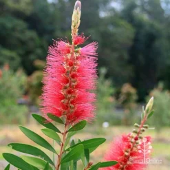 Callistemon Candy Burst -Plant Collection Sales Shop apo candy burst callsitemon bush flower