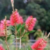 Callistemon Candy Burst