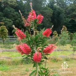 Callistemon Candy Burst -Plant Collection Sales Shop apo candy burst callsitemon bush winter