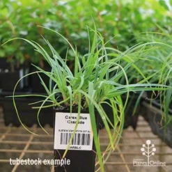 Carex Blue Cascade -Plant Collection Sales Shop apo carex blue tubestock