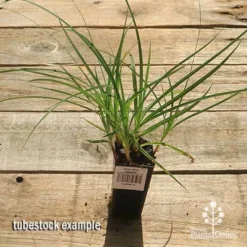 Carex Blue Cascade -Plant Collection Sales Shop apo carex blue tubestock top