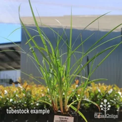 Carex Blue Cascade -Plant Collection Sales Shop apo carex blue tubestock 1