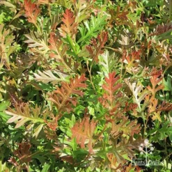 Grevillea Carpet Layer -Plant Collection Sales Shop apo carpet layer carpet