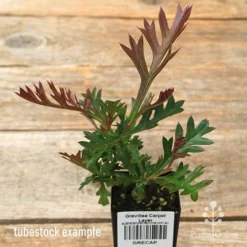 Grevillea Carpet Layer -Plant Collection Sales Shop apo carpet layer grevillea tubestock