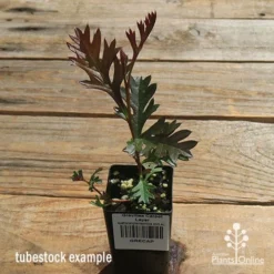 Grevillea Carpet Layer -Plant Collection Sales Shop apo carpet layer tubestock