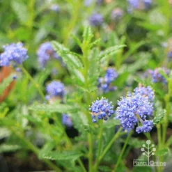 Ceanothus Blue Pacific - Californian Lilac -Plant Collection Sales Shop apo ceanothus blue pacific