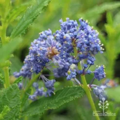 Ceanothus Blue Pacific - Californian Lilac -Plant Collection Sales Shop apo ceanothus blue pacific close