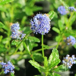 Ceanothus Blue Pacific - Californian Lilac -Plant Collection Sales Shop apo ceanothus blue pacific flowers
