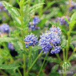 Ceanothus Blue Pacific - Californian Lilac -Plant Collection Sales Shop apo ceanothus flowers close