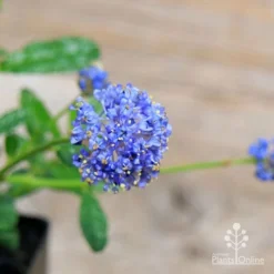 Ceanothus Blue Pacific - Californian Lilac -Plant Collection Sales Shop apo ceanothus flowers close2
