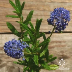 Ceanothus Blue Pacific - Californian Lilac -Plant Collection Sales Shop apo ceanothus flowers closeup