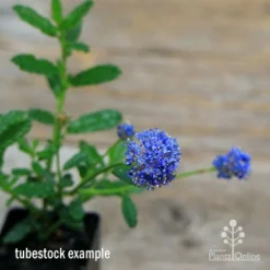 Ceanothus Blue Pacific - Californian Lilac -Plant Collection Sales Shop apo ceanothus tubestock in flower2