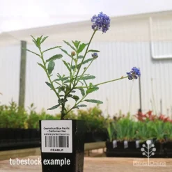 Ceanothus Blue Pacific - Californian Lilac -Plant Collection Sales Shop apo ceanothus tubestock side