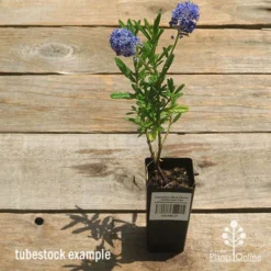 Ceanothus Blue Pacific - Californian Lilac -Plant Collection Sales Shop apo ceanothus tubestock tall
