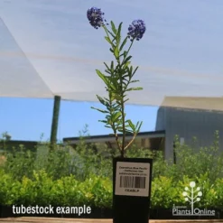 Ceanothus Blue Pacific - Californian Lilac -Plant Collection Sales Shop apo ceanothus tubestock tall2