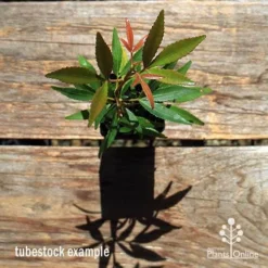 Ceratopetalum Shiraz - Christmas Bush -Plant Collection Sales Shop apo ceratopetalum tubestock top