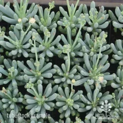 Senecio Chalk Sticks - Succulent 16 Senecio Chalk Sticks - Succulent -Plant Collection Sales Shop apo chalk sticks dwarf plug plants