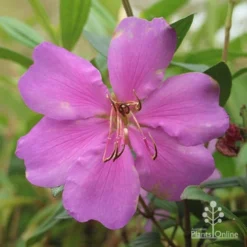 Tibouchina Chameleon -Plant Collection Sales Shop apo chameleon dark pink