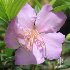 Tibouchina Chameleon -Plant Collection Sales Shop apo chameleon pink