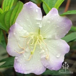 Tibouchina Chameleon -Plant Collection Sales Shop apo chameleon tibouchina close
