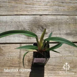 Dianella Cherry Red -Plant Collection Sales Shop apo cherry red tubestock top