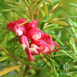 Grevillea Cherry Ripe -Plant Collection Sales Shop apo cherry ripe flower