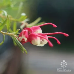 Grevillea Cherry Ripe -Plant Collection Sales Shop apo cherry ripe flower open