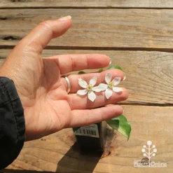 Choisya - Mexican Orange Blossom -Plant Collection Sales Shop apo choisya flower size