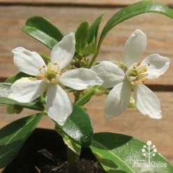 Choisya - Mexican Orange Blossom -Plant Collection Sales Shop apo choisya flowers up close
