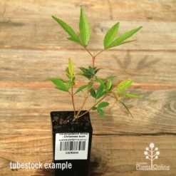 Plant Collection Sales Shop -Plant Collection Sales Shop apo christmas bush shiraz tubestock