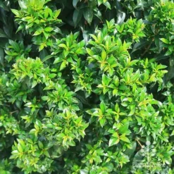 Syzygium Bush Christmas - Lilly Pilly -Plant Collection Sales Shop apo christmas bush syzygium foliage